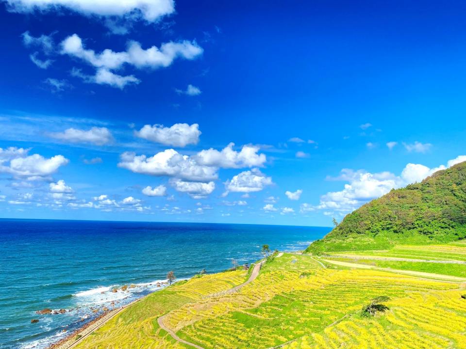Ngắm ruộng bậc thang vàng rực bên bờ biển ở Nhật Bản